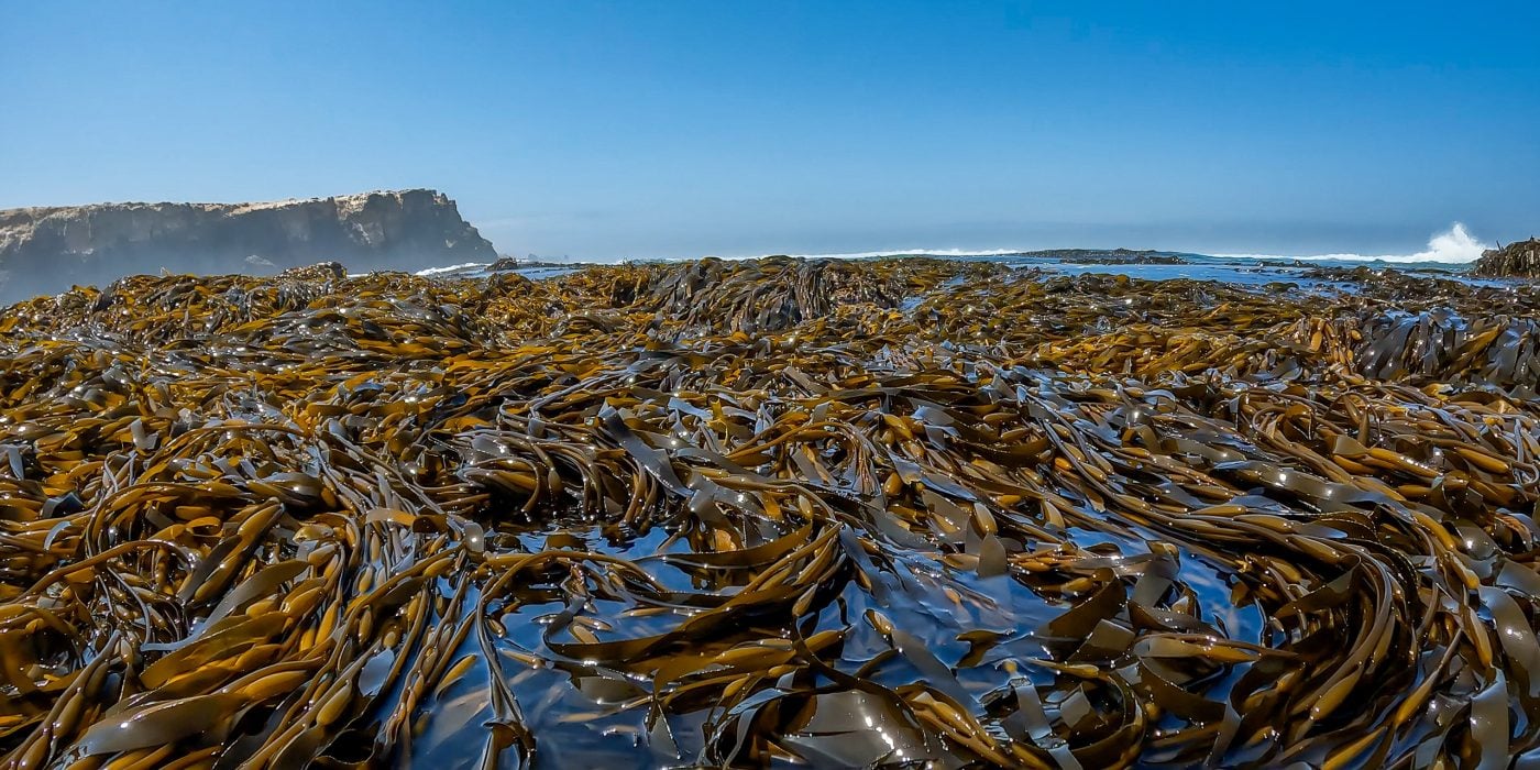 seaweed macrocystis brown chopped from peru